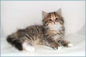 Female Siberian Kitten from Deedlebug Siberians